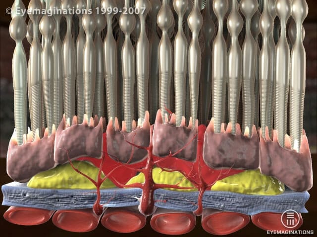 Monitoring Dry AMD - Image 8 (1782)
