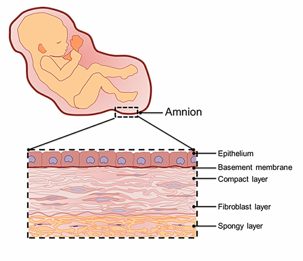 The Cycle Of Life Amniotic Membrane For Healing Mivision