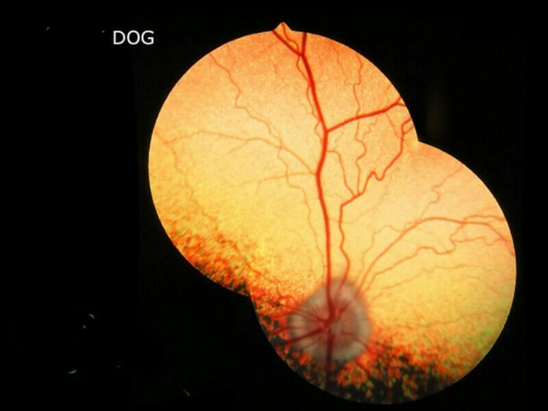 A Different Set of Eyes Veterinary Ophthalmology mivision