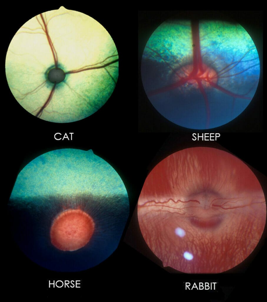 A Different Set of Eyes Veterinary Ophthalmology mivision