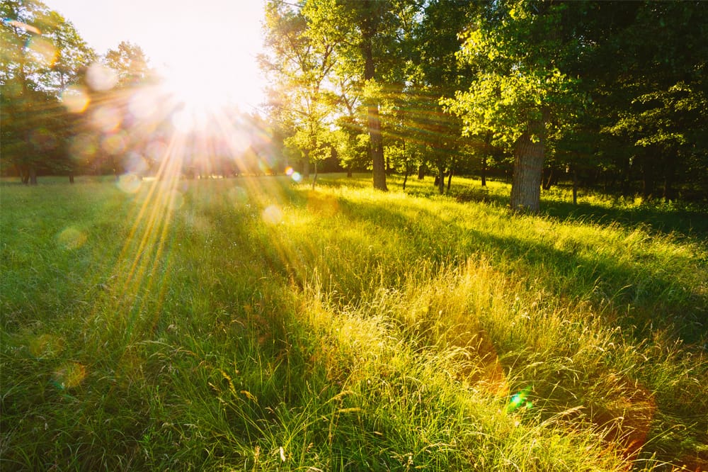 Image shows sunlight and green garden scene.