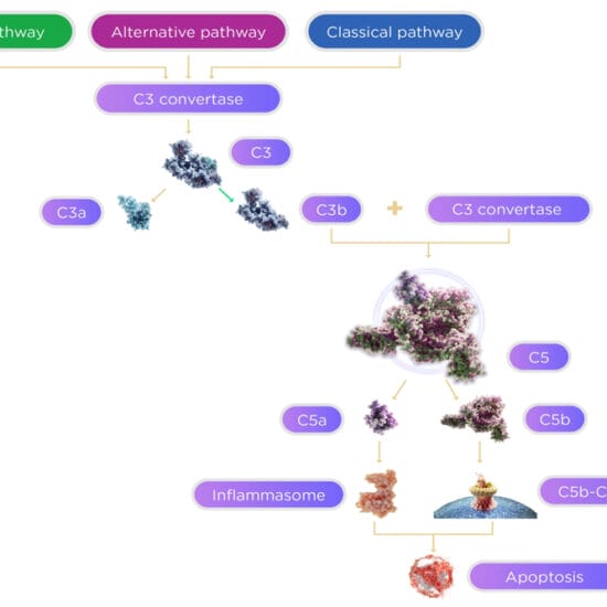 Figure 1. Complement cascade illustrating the classical, lectin, and alternative pathways converging at C3, with downstream activation of C5 and formation of the membrane attack complex (MAC).7 Published with permission of Creative Commons.