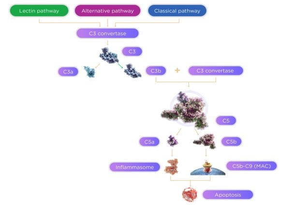 Figure 1. Complement cascade illustrating the classical, lectin, and alternative pathways converging at C3, with downstream activation of C5 and formation of the membrane attack complex (MAC).7 Published with permission of Creative Commons.