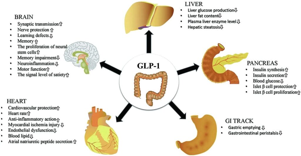 does glp 1 affect birth control Do GLP-1 Medications Affect Other Drugs?